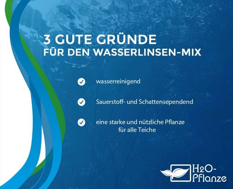 Wasserlinsen Mix - mittlere Portion - ca. 4000 Einzelpflanzen